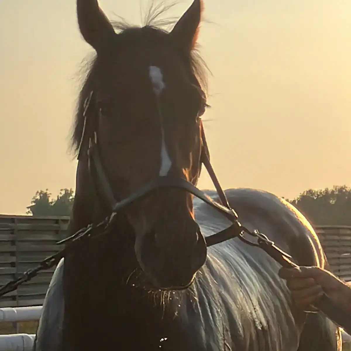 Yuvraaj Set to Race at Meydan on December 6th